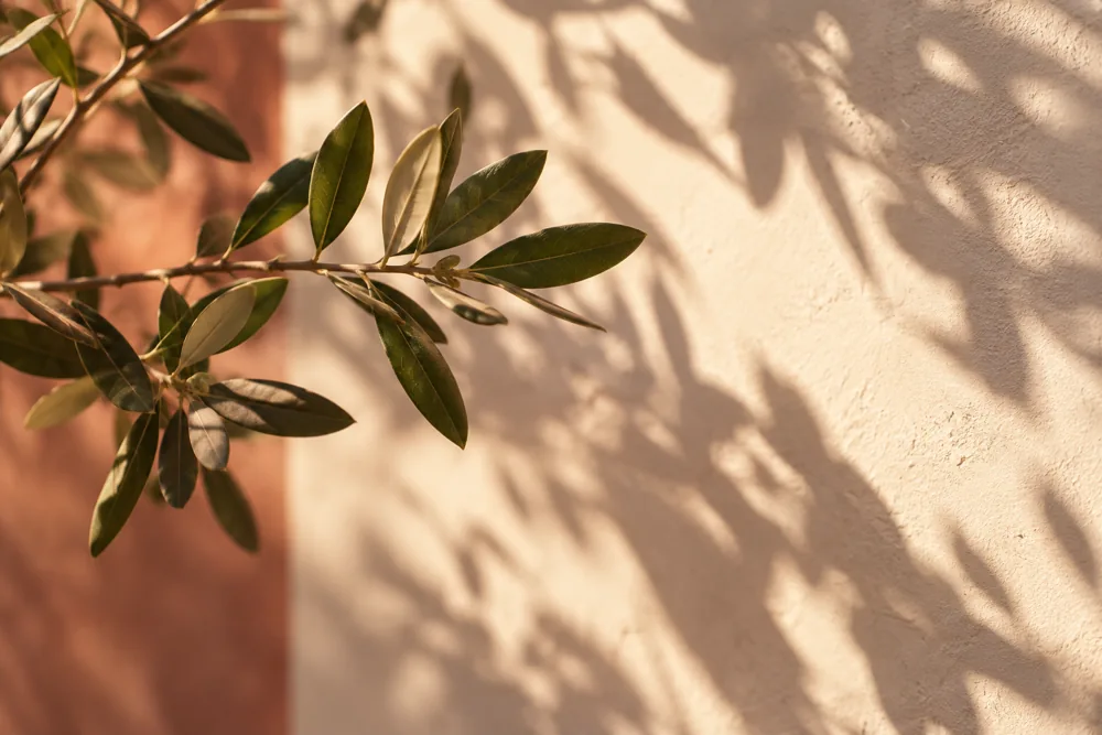 Luz e sombras de folhas em uma composição conceitual delicada.